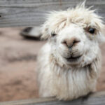 A white alpaca with shaggy fur looks through a wooden fence, with dirt on its nose and mouth.