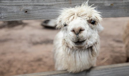 A white alpaca with shaggy fur looks through a wooden fence, with dirt on its nose and mouth.