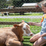 A girl in a tie-dye shirt and overalls brushes a calf that is lying on the grass inside a fenced area at what appears to be a farm or petting zoo.