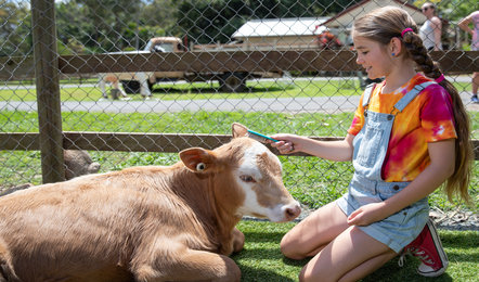 A girl in a tie-dye shirt and overalls brushes a calf that is lying on the grass inside a fenced area at what appears to be a farm or petting zoo.