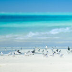 A group of seabirds stands and walks along the edge of a sandy beach with turquoise ocean water in the background.
