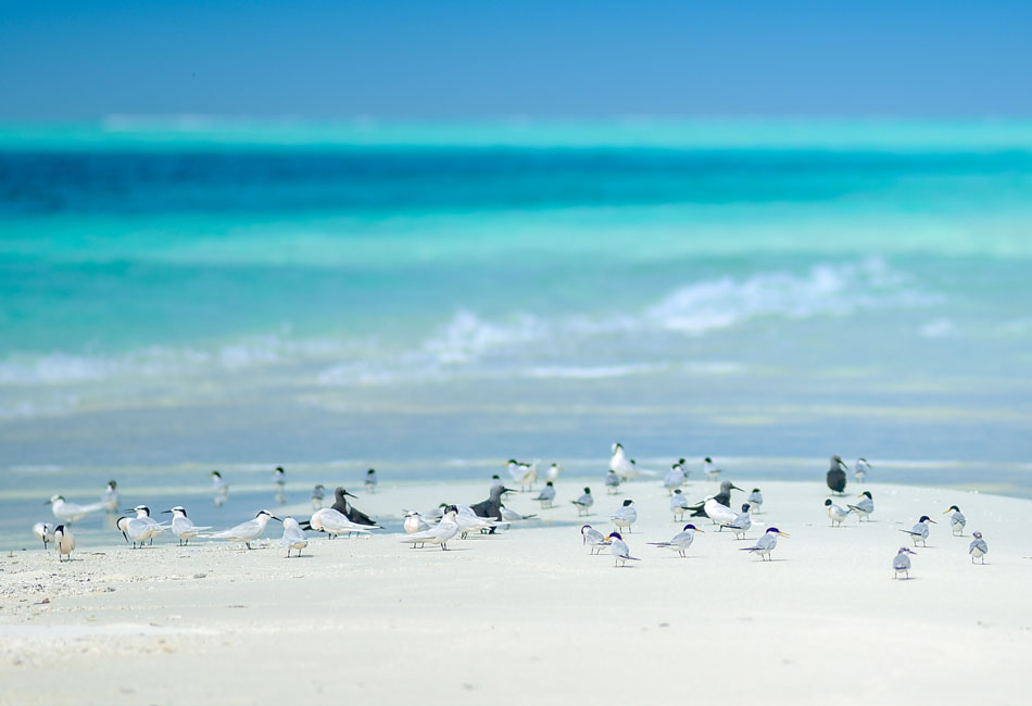 A group of seabirds stands and walks along the edge of a sandy beach with turquoise ocean water in the background.