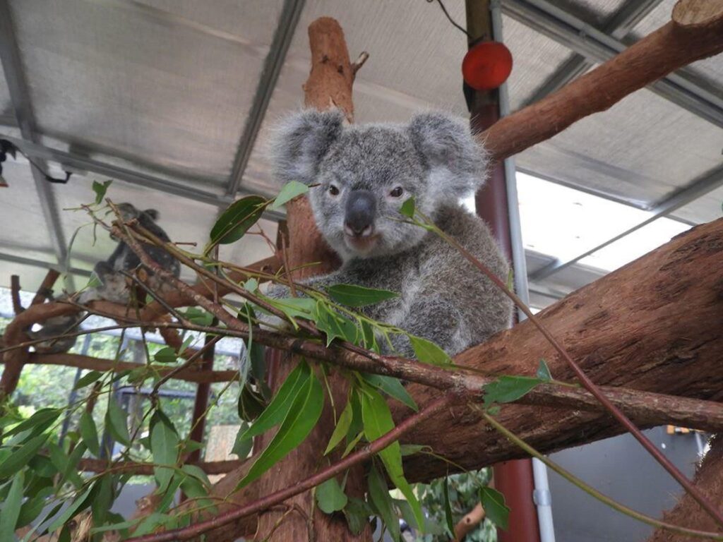 A koala sits on a tree branch inside an enclosure, surrounded by eucalyptus leaves, with another koala visible in the background.
