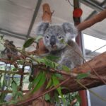 A koala sits on a tree branch inside an enclosure, surrounded by eucalyptus leaves, with another koala visible in the background.