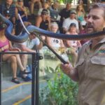 A man in a khaki shirt holds a large black snake with a snake hook in front of an audience seated on steps.