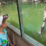 A child on a boat observes a large crocodile with its mouth open in the water, separated by a glass barrier.
