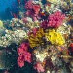 An underwater scene shows a variety of colorful coral species and small orange fish in a vibrant coral reef ecosystem.