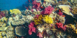 An underwater scene shows a variety of colorful coral species and small orange fish in a vibrant coral reef ecosystem.