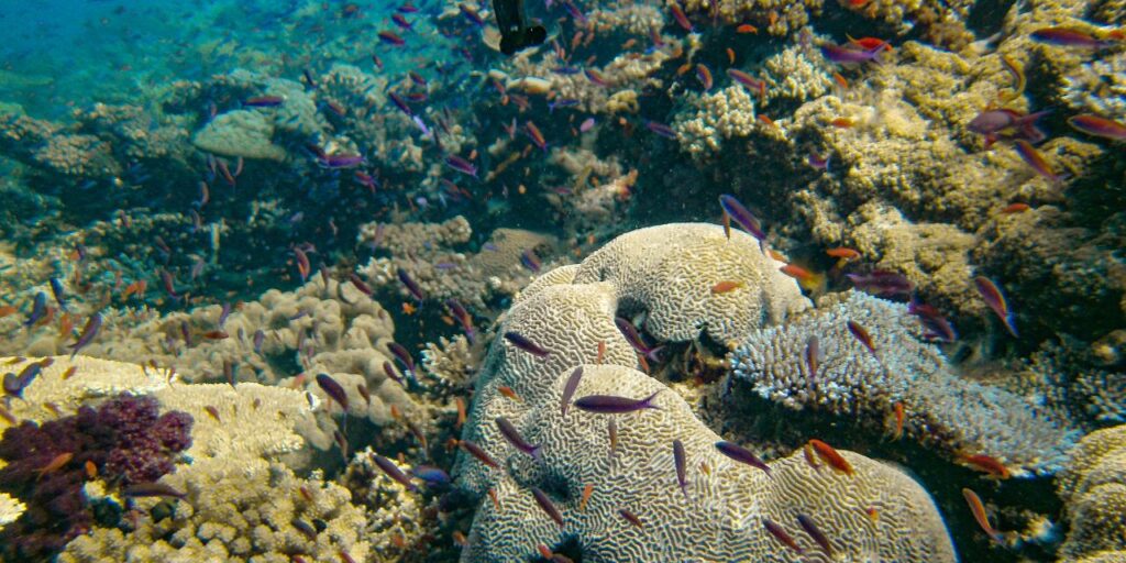Coral reef with various types of coral and many small, colorful fish swimming in clear blue water.