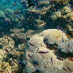 Coral reef with various types of coral and many small, colorful fish swimming in clear blue water.