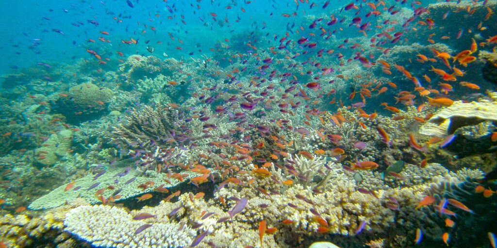 A dense school of small, colorful fish swims over a vibrant coral reef in clear blue water.