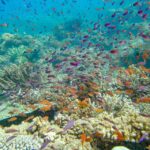 A dense school of small, colorful fish swims over a vibrant coral reef in clear blue water.