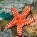 A bright orange sea star with a geometric, net-like pattern on its surface rests on a colorful coral reef.