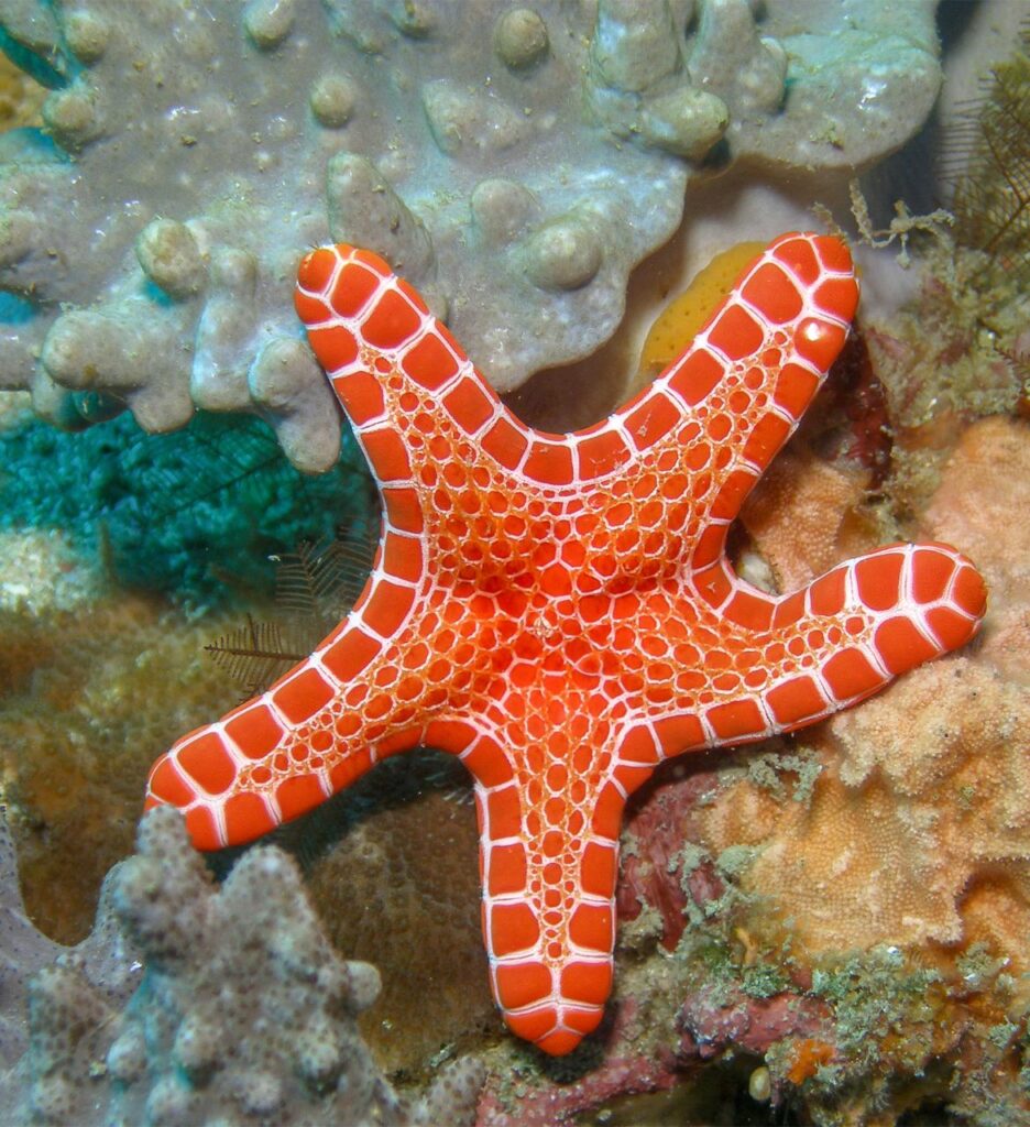 A bright orange sea star with a geometric, net-like pattern on its surface rests on a colorful coral reef.