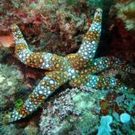 A colorful starfish with orange, white, and black spotted patterns on its arms rests on a coral reef.