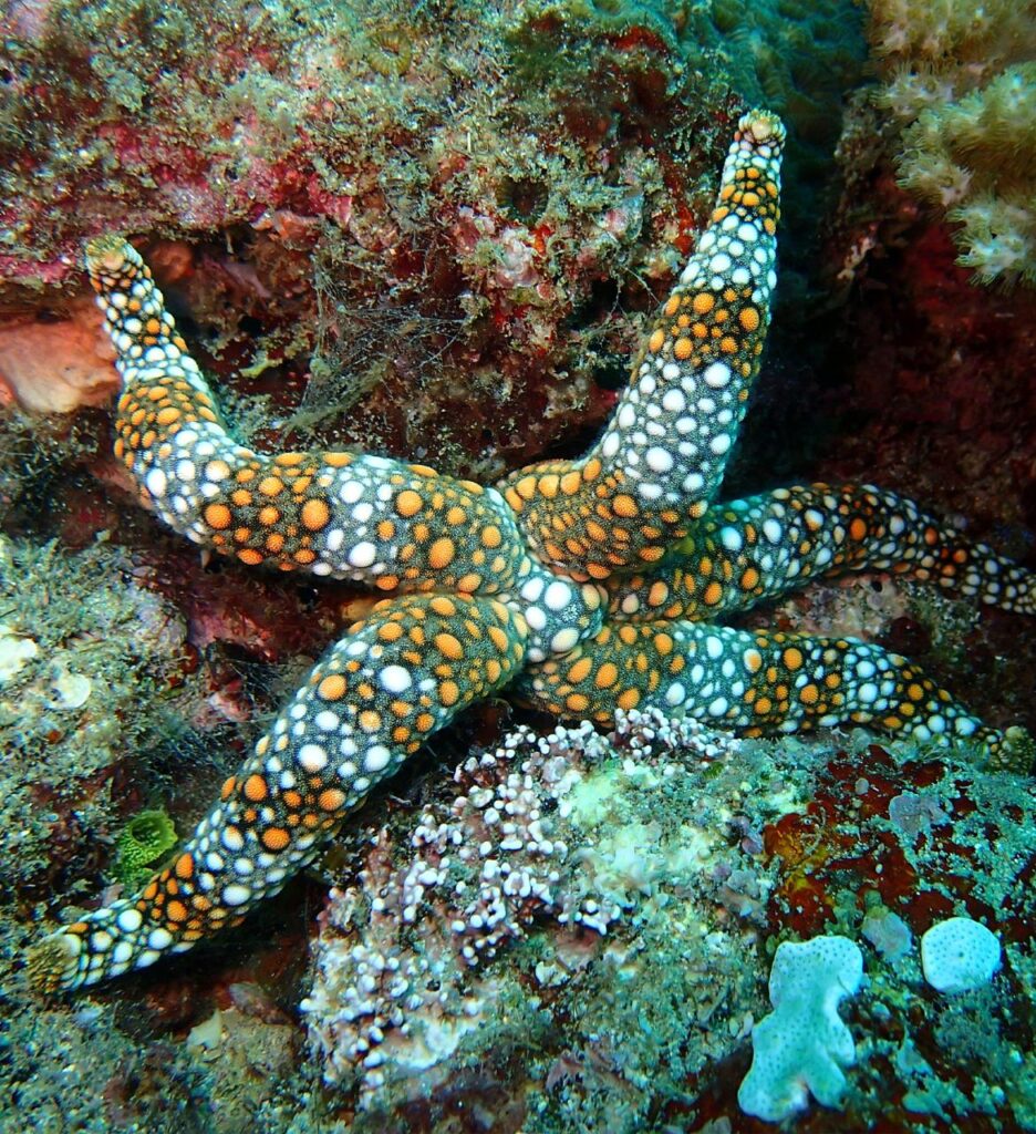 A colorful starfish with orange, white, and black spotted patterns on its arms rests on a coral reef.